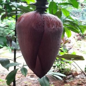 Banana Flower