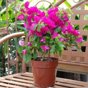 Bougainvillea Plant