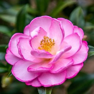 Camellia Flower