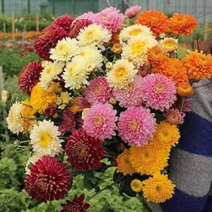 Chrysanthemum Flowers