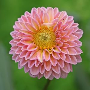 Dahlia Flower