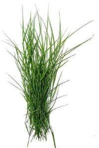 Durva Grass