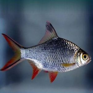 Fresh Barb Fish