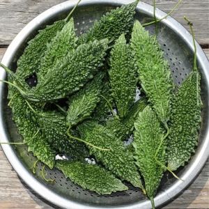 Fresh Bitter Gourd