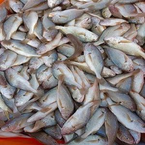 Fresh Frozen Vola Fish