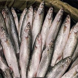 Fresh Labeo Bata Fish