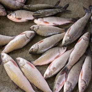 Fresh Mrigal Fish