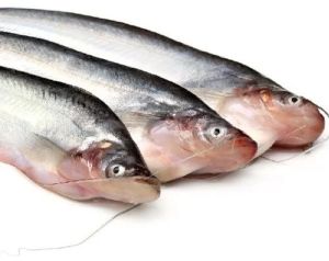 Fresh Pabda Fish