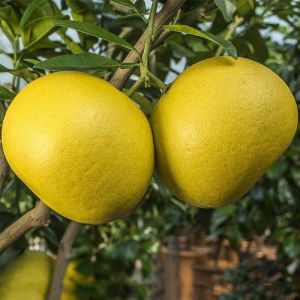 Fresh Pomelo