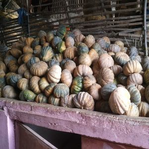 Fresh Pumpkin