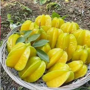 Fresh Star Fruit