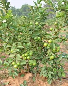 Guava Plants