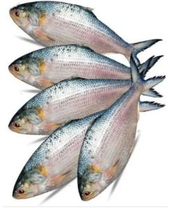 Frozen Hilsa Fish