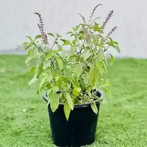 Holy Tulsi Plant