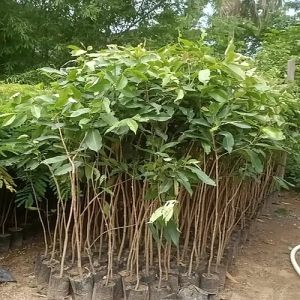 Jamun Plant
