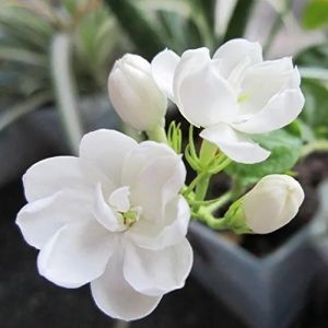 Jasmine Flowers
