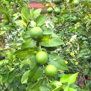 Lime Plant