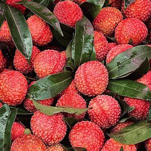 Fresh Litchi