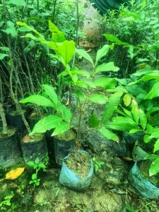 Longan Fruit Plant