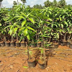 Mango Plant