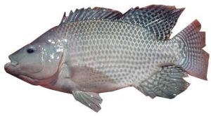 Fresh Tilapia Fish