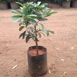 Mosambi Plant