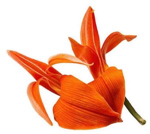 Palash Flower