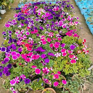 Petunia Flower