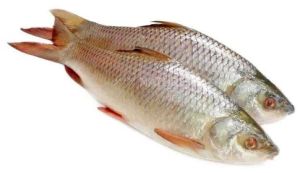 Fresh Rohu Fish