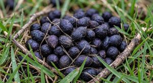 Sheep And Goat Manure