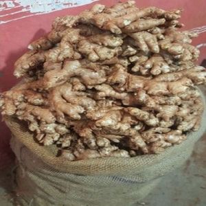 Farm Fresh Ginger