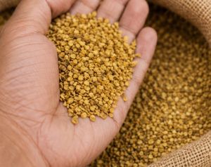 Medicinal Ashwagandha Seed