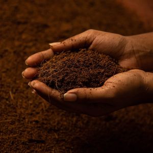 Coco Peat Bricks