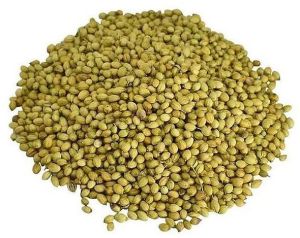 Coriander Seeds