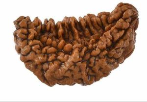1 Mukhi Rudraksha Bead