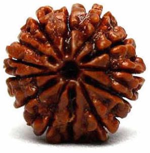 12 Mukhi Rudraksha Bead
