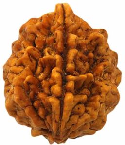 2 Mukhi Rudraksha Bead