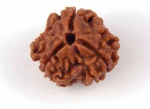 3 Mukhi Rudraksha Bead