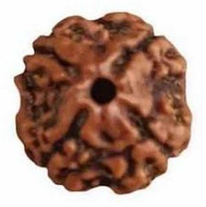 4 Mukhi Rudraksha Bead