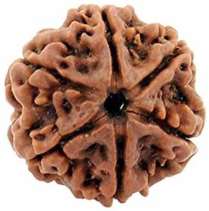 6 Mukhi Rudraksha Bead