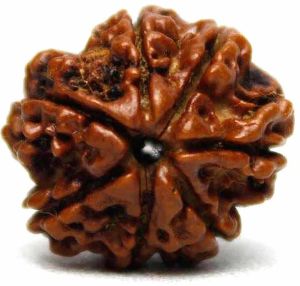 7 Mukhi Rudraksha Bead