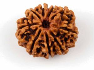 9 Mukhi Rudraksha Bead