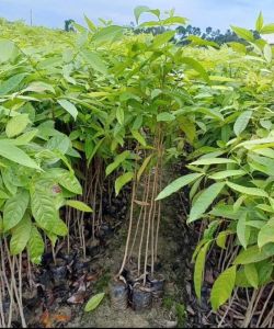 African Red Mahagony Plant