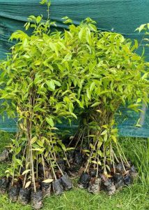 Agarwood Plant