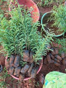 Amla Fruit Plant