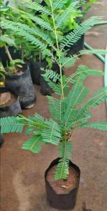 Amla Fruit Plant