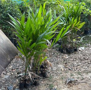 Belet Nut Arecanut Plant