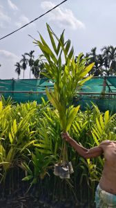 Belet Nut Arecanut Plant