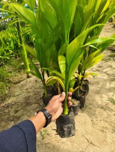 Belet Nut Arecanut Plant