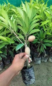 Chiku Plant